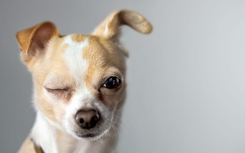 Chihuahua, close-up, dogs, funny Chihuahua, cute animals, pets, Chihuahua Dog, HD wallpaper