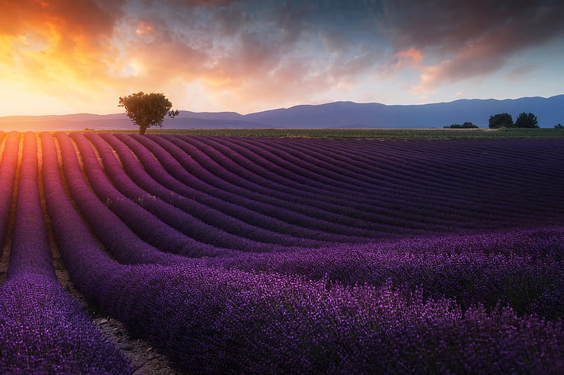 Lavender fields Wallpaper 4K, Purple, Foggy, Landscape, Tree