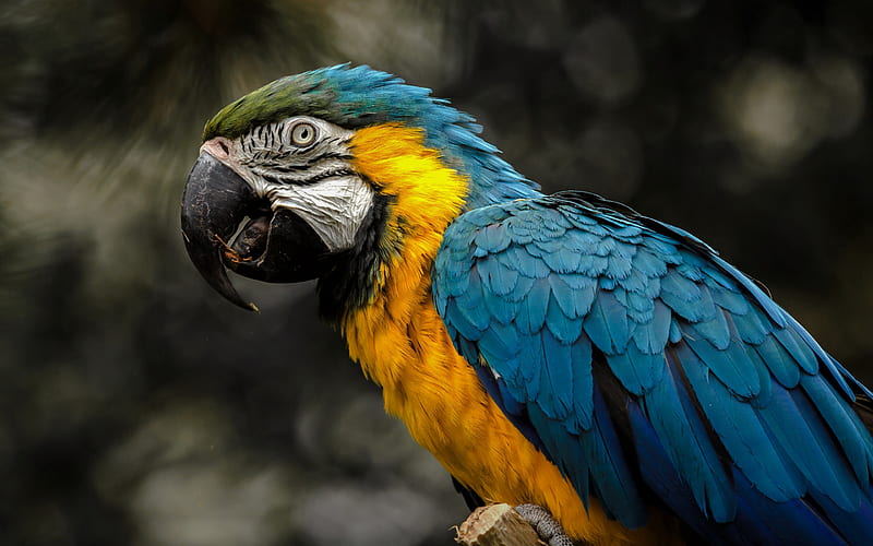 Blue-and-yellow macaw, yellow-blue parrot, beautiful bird, macaw, rainforest, parrots, HD wallpaper