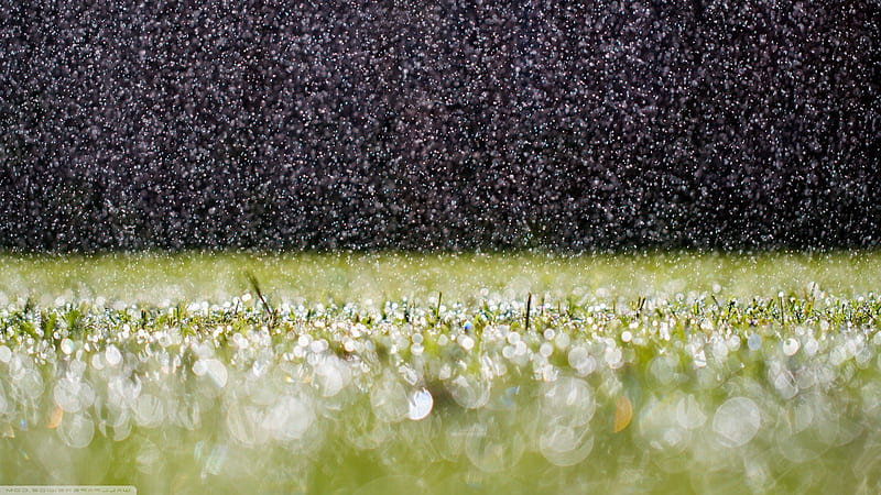 RainDrops On Grass, grass, nature, rain, drops, HD wallpaper