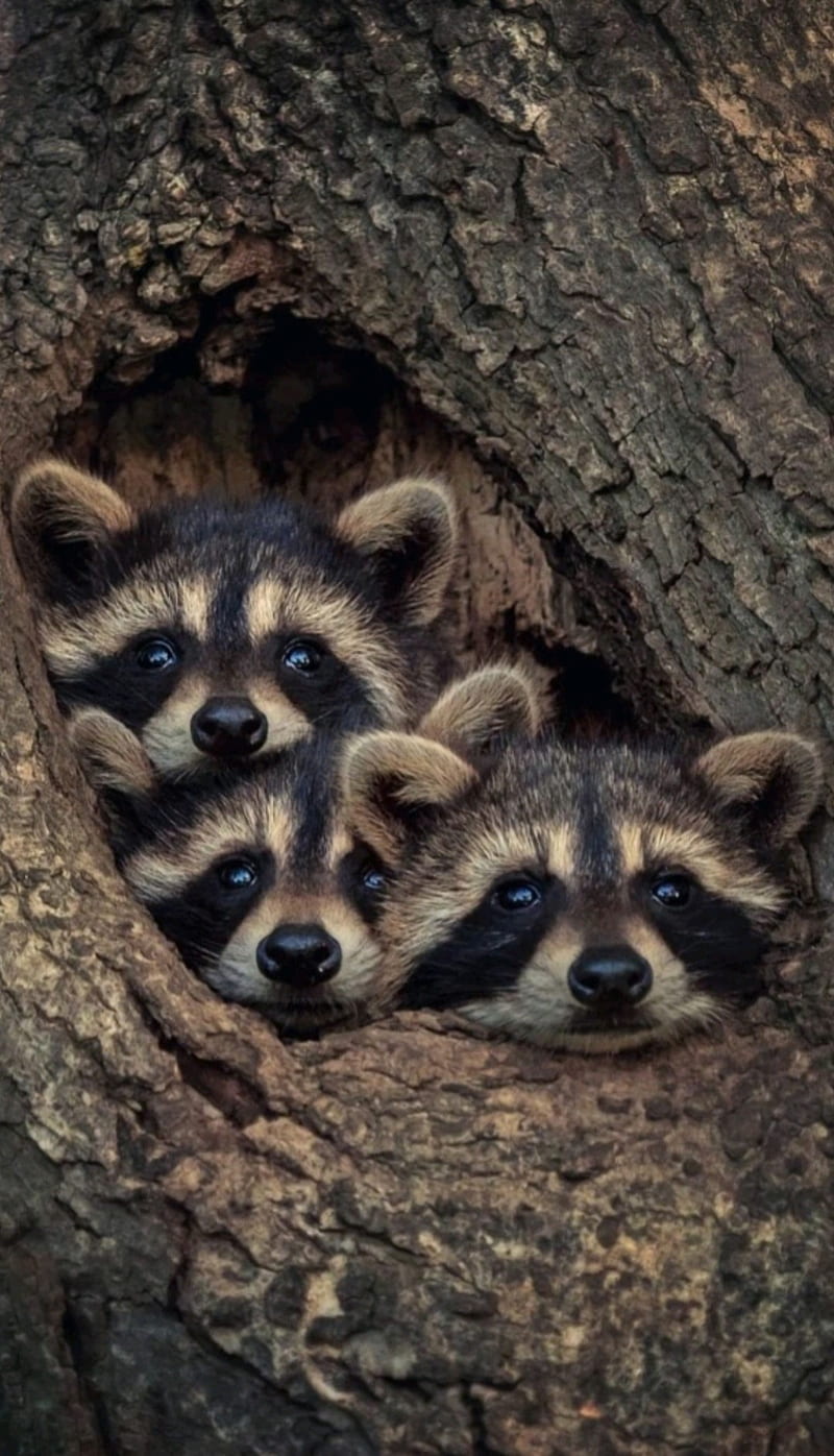 Raccoon, animals, HD phone wallpaper