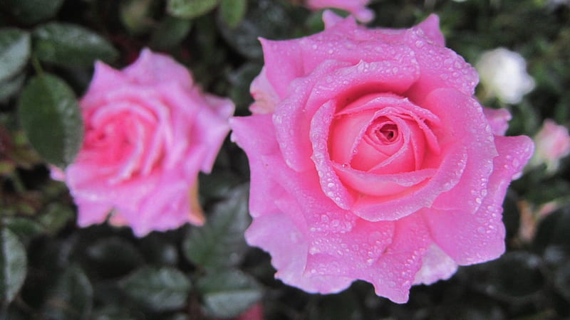 Pink rose, pretty, Pink, rose, raindrops, flower, HD wallpaper