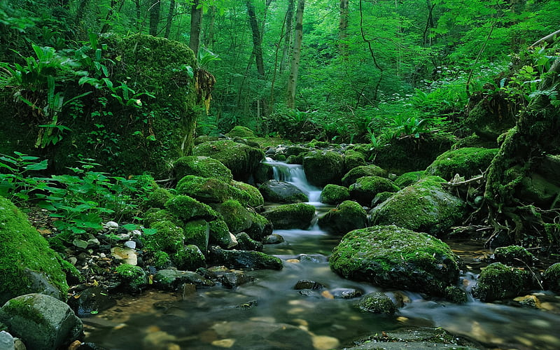 Mossy Stream in the Forest, Nature, Landscape, Trees, Streams, Forests, Rocks, Moss, HD wallpaper