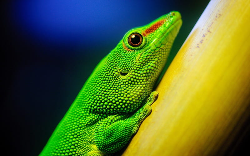 lizard bright color-Natural animal, HD wallpaper