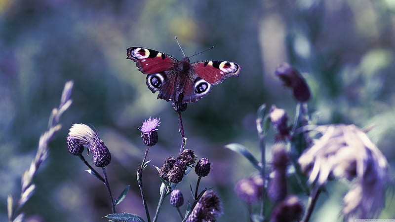 butterfly with open wings, flower, insect, wings, butterfly, HD wallpaper