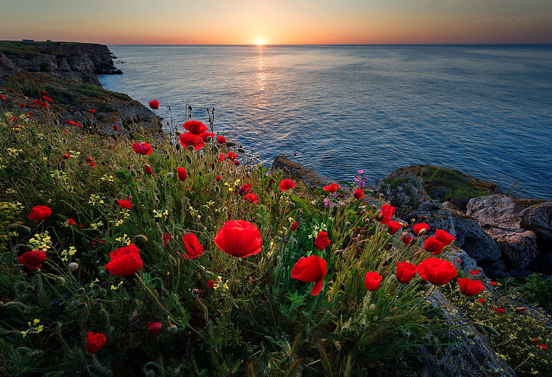 Tha wild coast of Kamen Bryag-Bulgaria, grass, poppies, bonito, Bulgaria, sea, wild, wildflowers, summer, sunrise, morning, reflection, coast, HD wallpaper