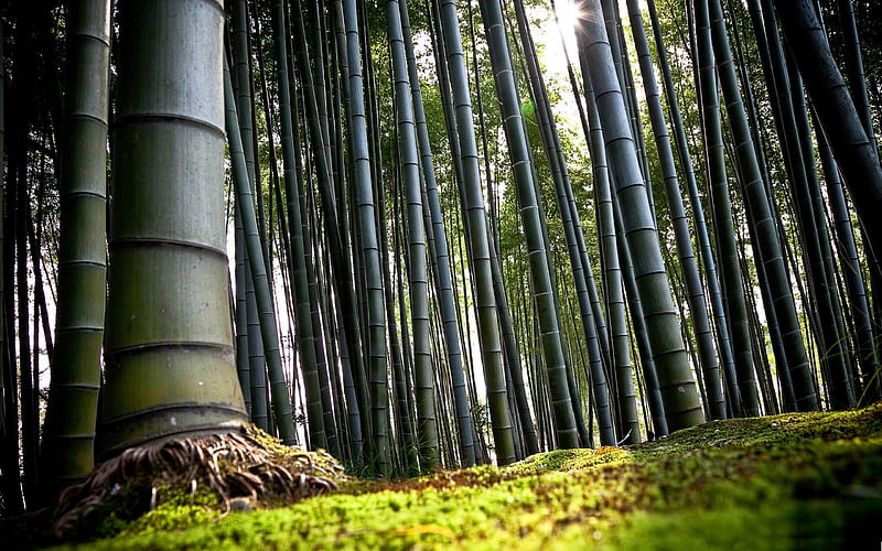 Bamboo-forest landscape, HD wallpaper