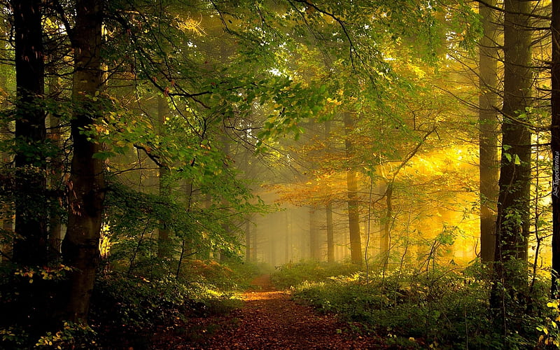 Sunbeams in Forest, path, sunbeams, forest, trees, autumn, HD wallpaper ...