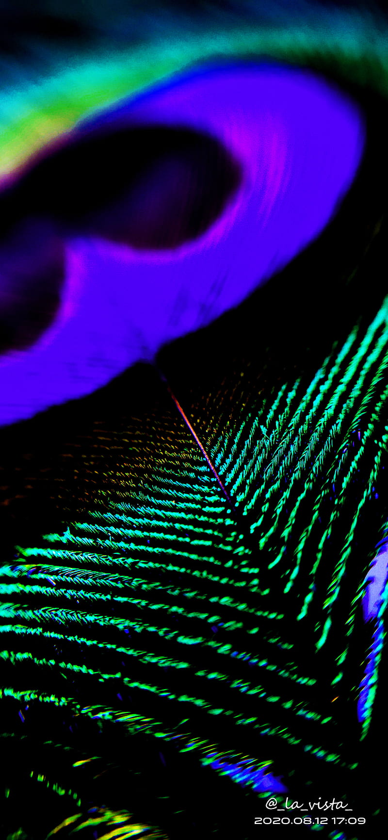 Neon peacock Feather, feathers, neon birds, neon look, neon peacock, neon, peacock  feather, HD phone wallpaper | Peakpx