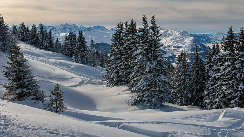 Forest Mountain And Spruce Trees Covered With Snow During Winter In ...