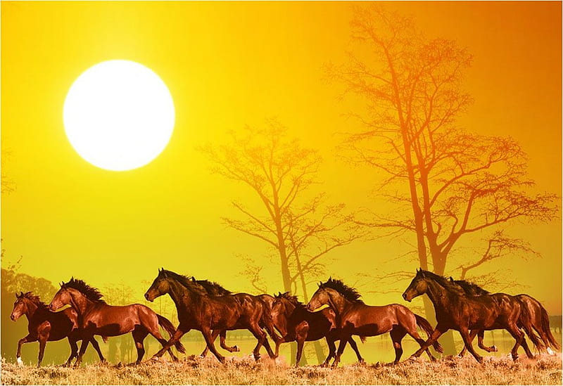 Horses, sunset, horse, run, animal, HD wallpaper