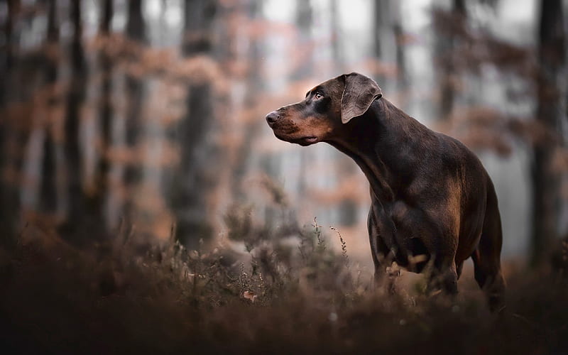 Doberman Pinscher, bokeh, pets, autumn, dogs, brown dog, cute dog, Doberman Pinscher Dog, HD wallpaper