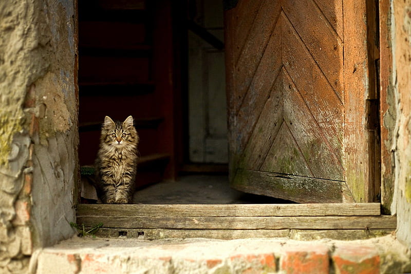 Peering Out, feline, kitty, brick steps, cat, kitten, door, HD wallpaper