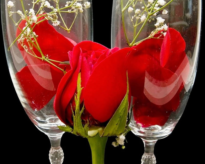 Red roses, glass, flowers, nature, roses, HD wallpaper | Peakpx