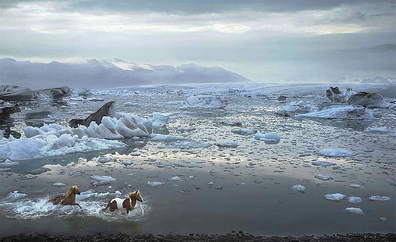 Mustang in the ice, mustang, rocks, two, wild, ocean, ice, waves, HD wallpaper