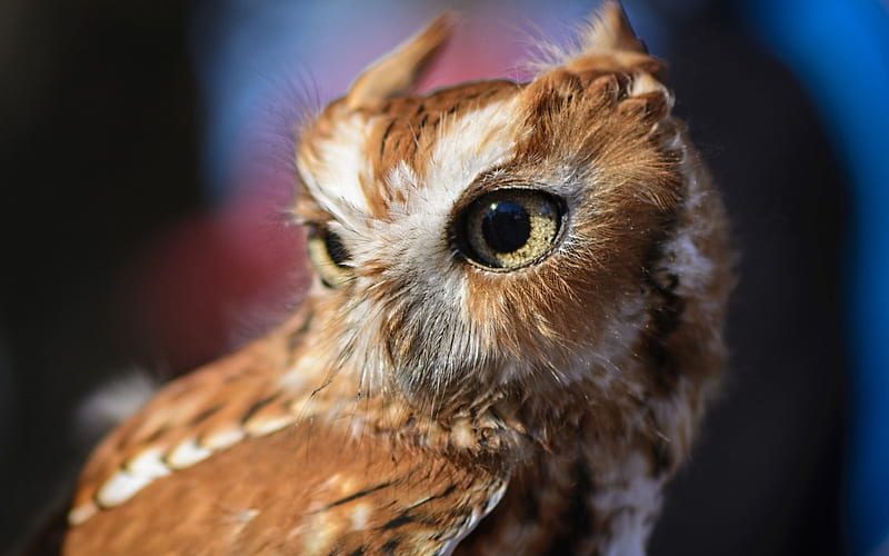 Owl, cute, little, bird, yellow, eyes, HD wallpaper