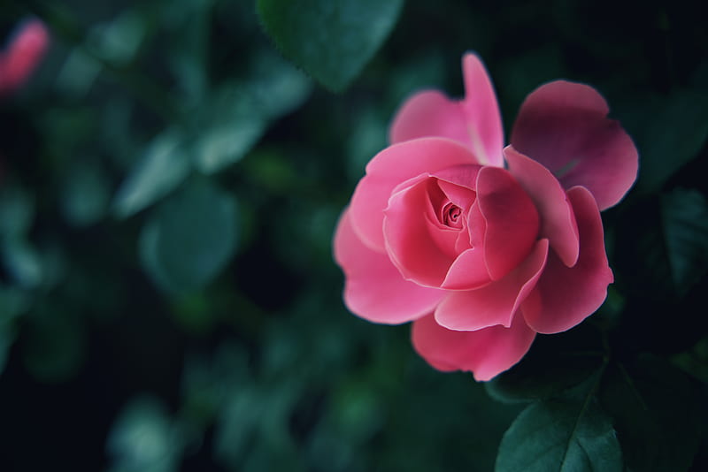Pink rose in bloom during daytime, HD wallpaper | Peakpx