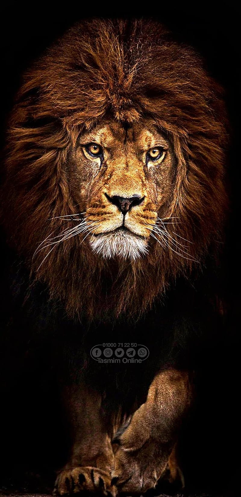 Lion, black, fearless, fire, king, land, lions, HD phone wallpaper