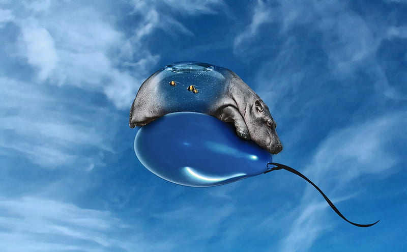 Who cares the Law of Nature or Hippo on Balloon , balloon, blue balloon, hippopotamus, hippo, clouds, sky, HD wallpaper