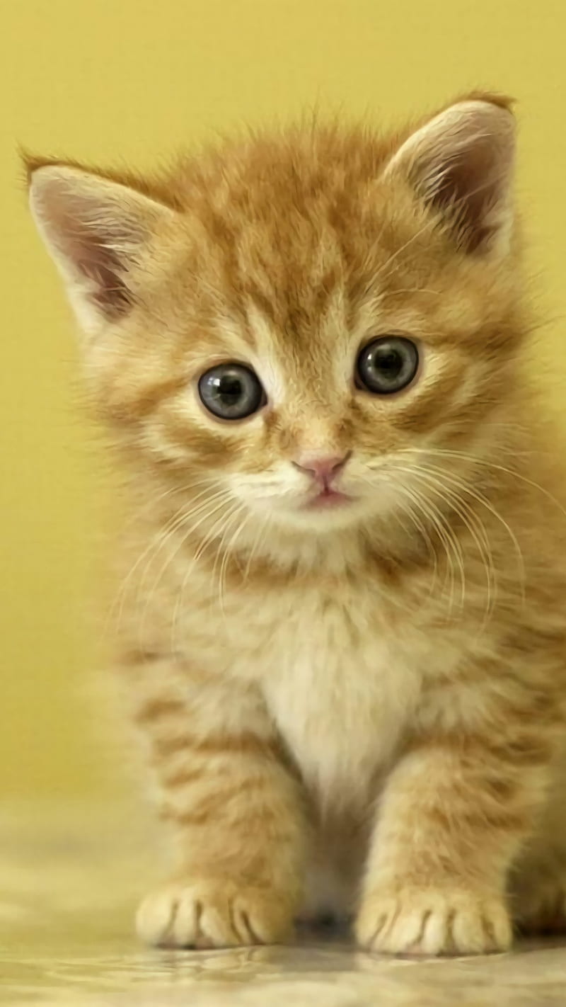 Cute Cat, animals, cat, cute, kitten, meow, HD phone wallpaper