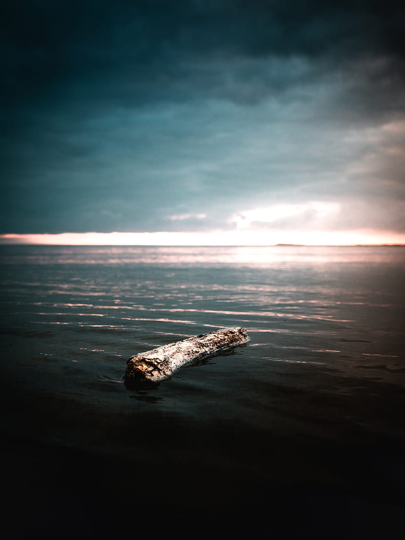 driftwood on sea, HD phone wallpaper