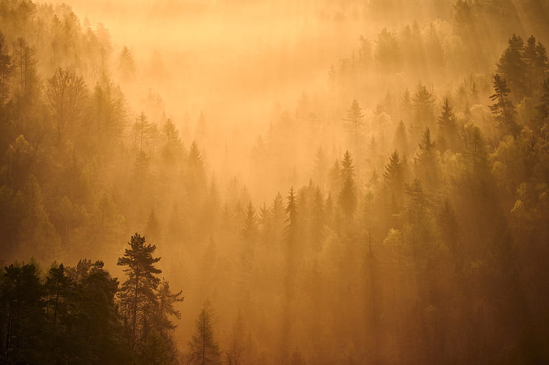 Earth, Fog, Forest, Nature, Sunbeam, HD wallpaper