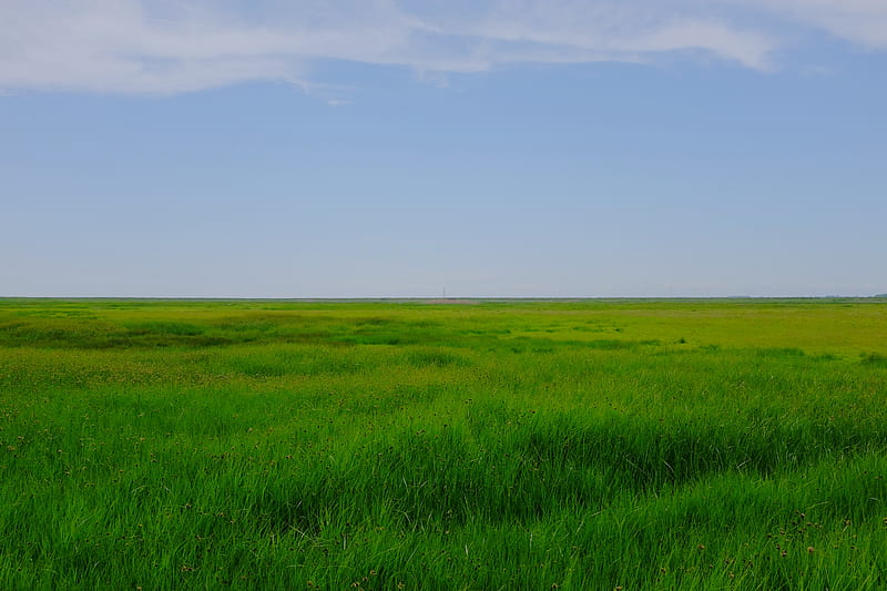field, meadow, grass, horizon, landscape, HD wallpaper