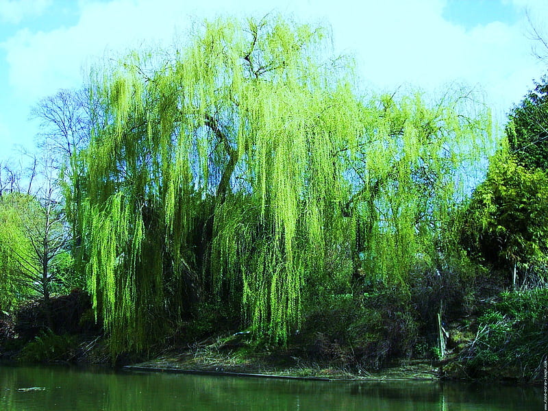 Weeping by the river, tree, cascades, weeping willow, river, edge, HD wallpaper