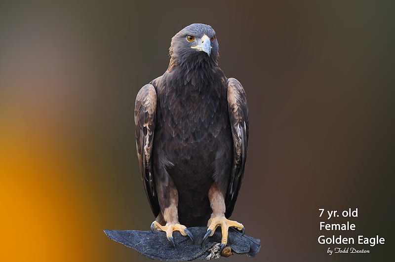 águila real, águilas reales, pájaro, águila en la percha, Fondo de pantalla  HD | Peakpx
