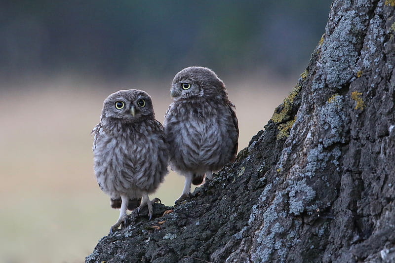 Two Owls Sitting On Branch , owl, birds, HD wallpaper