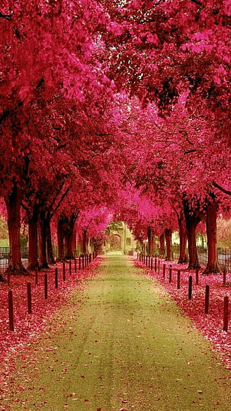 Pop, trees, pink, street, popart, HD wallpaper | Peakpx