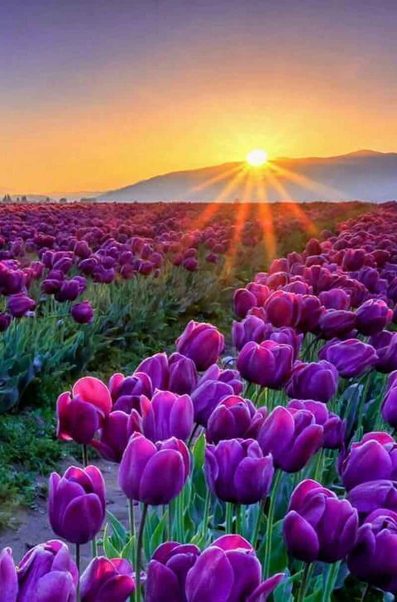 Tulips at sunrise, bonito, floradam, flowers, landscape, mountain, nature, pink, sun, HD phone wallpaper