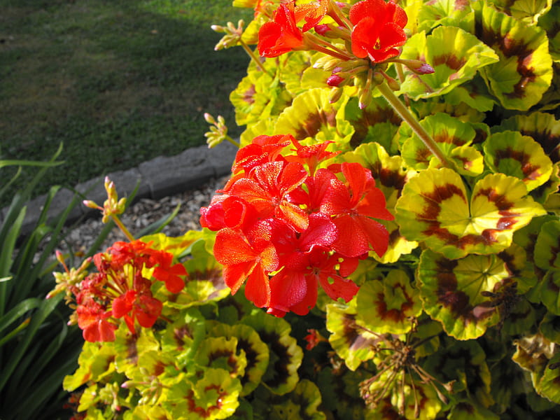 Red Flowers, Red, Flower, Grass, Dew, HD wallpaper | Peakpx