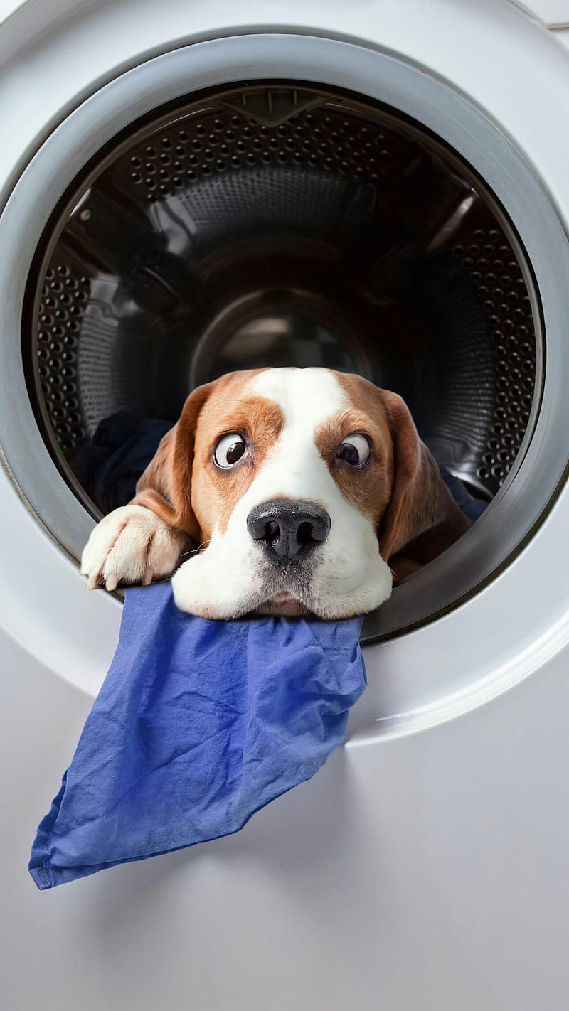 Funny dog, animal, dog, funny, humor, la maquina, washing, HD phone wallpaper