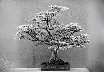 Bonsai Stock Photos, Images and Backgrounds for Free Download