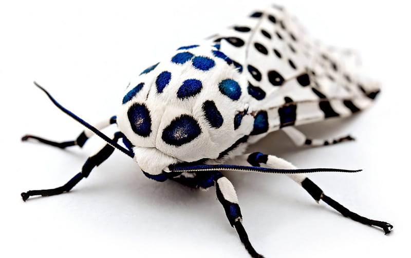 Giant Leopard Moth, wings, insect, black, butterfy, white, animal, blue, HD wallpaper