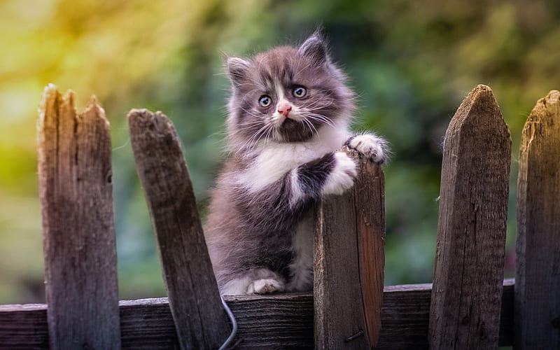Sad kitten, cute animals, kitten on fence, Gray Persian Cat, cats, domestic cats, pets, gray cat, kitten, Persian Cat, HD wallpaper