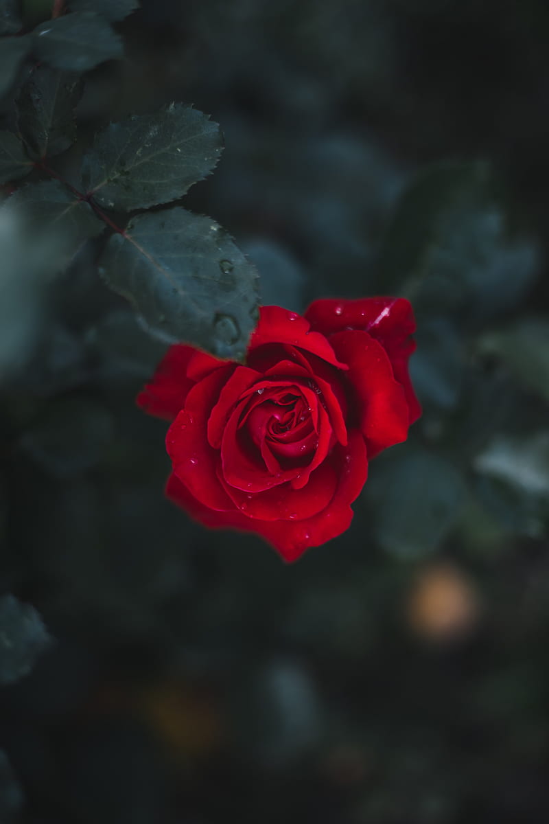 rose, flower, bud, bloom, red, HD phone wallpaper