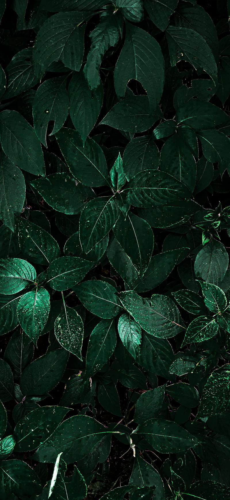 Dark green floral wallpaper Stock Vector  Adobe Stock
