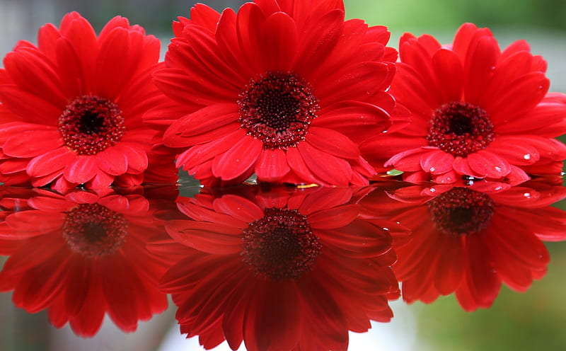 Gerbera , red, bonito, gerbera, flowers, nature, HD wallpaper