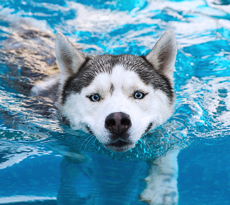 Husky, dog, pool, swim, water, HD wallpaper
