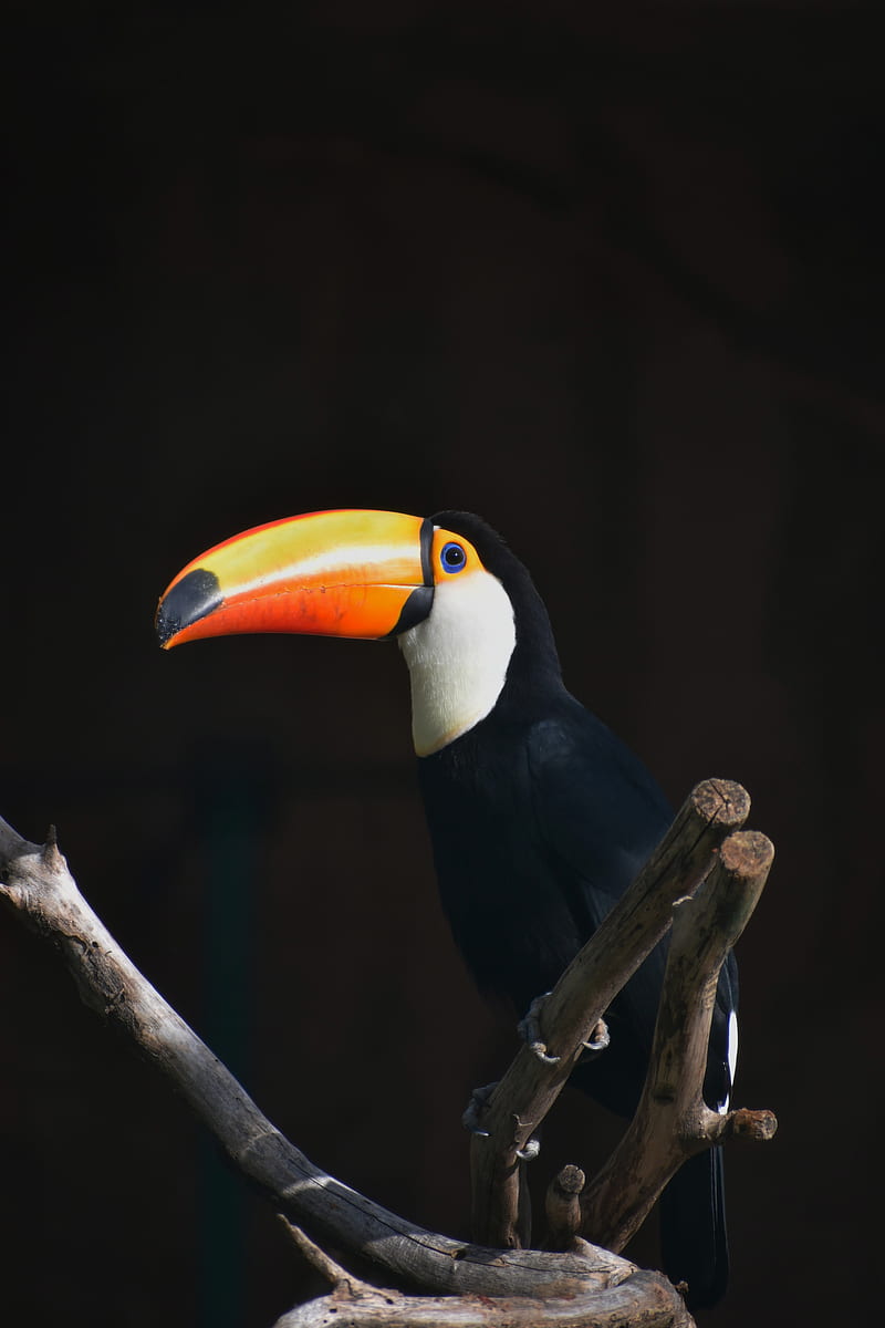 toucan, bird, beak, branch, HD phone wallpaper