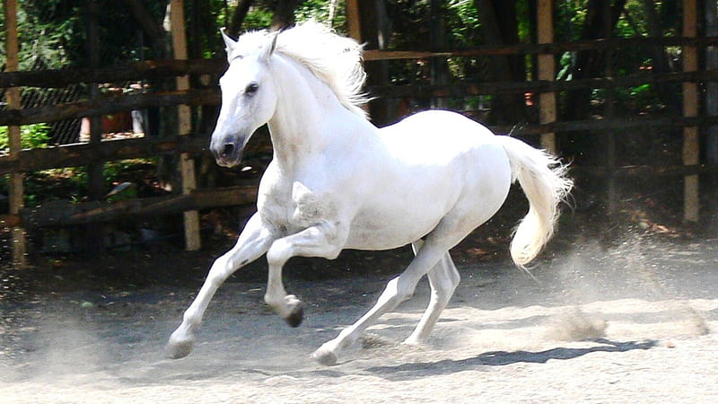 White horse, Horse, White, Mare, Foal, Equidae, HD wallpaper