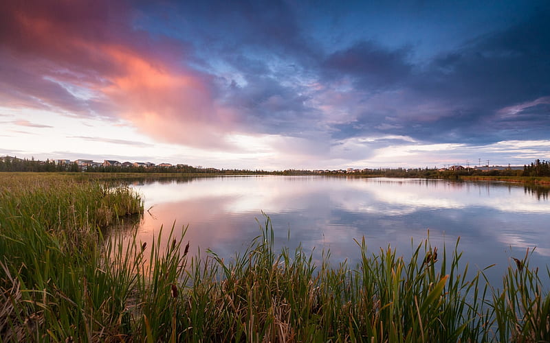 canada lake grass reeds-Scenery, HD wallpaper