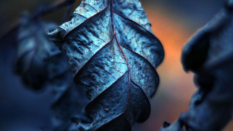 green leaf in close up graphy, graphy, leaves, nature, filter, depth of field, macro, plants, blue, HD wallpaper