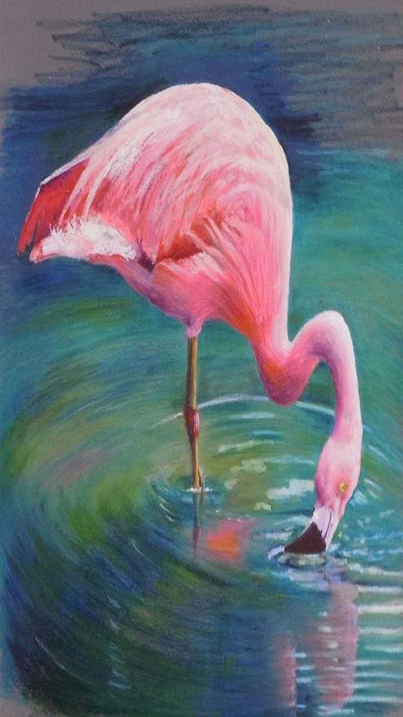 Flamingo Water, Bird, Pink, Hd Phone Wallpaper 