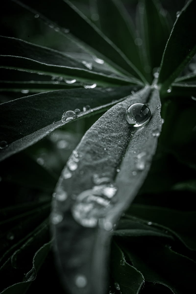 leaf, macro, drops, water, HD phone wallpaper