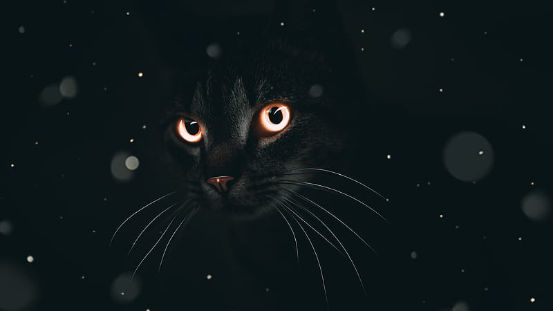 Gato negro, ojos, pisici, gato, halloween, negro, Fondo de pantalla HD |  Peakpx
