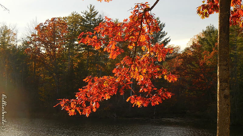 Autumn Oak Leaves on the River, oak leaves, Pinconning River, Michigan, Fa11, oak leafs, river, trees, HD wallpaper