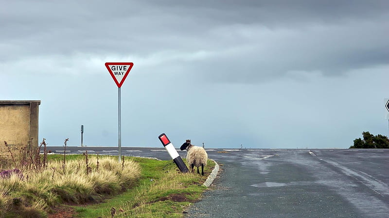 :D, traffic sign, funny, animal, sheep, road, situation, HD wallpaper
